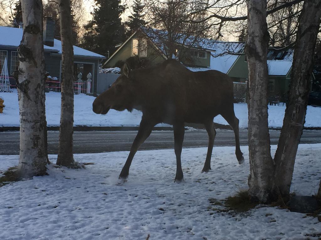 Turnagain Guest House Anchorage Buitenkant foto